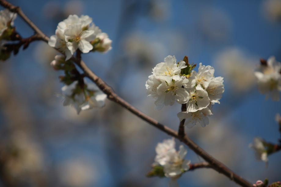 봄봄봄 봄이 왔어요♬ ♬   불당동으로 벚꽃 구경 오세요^^