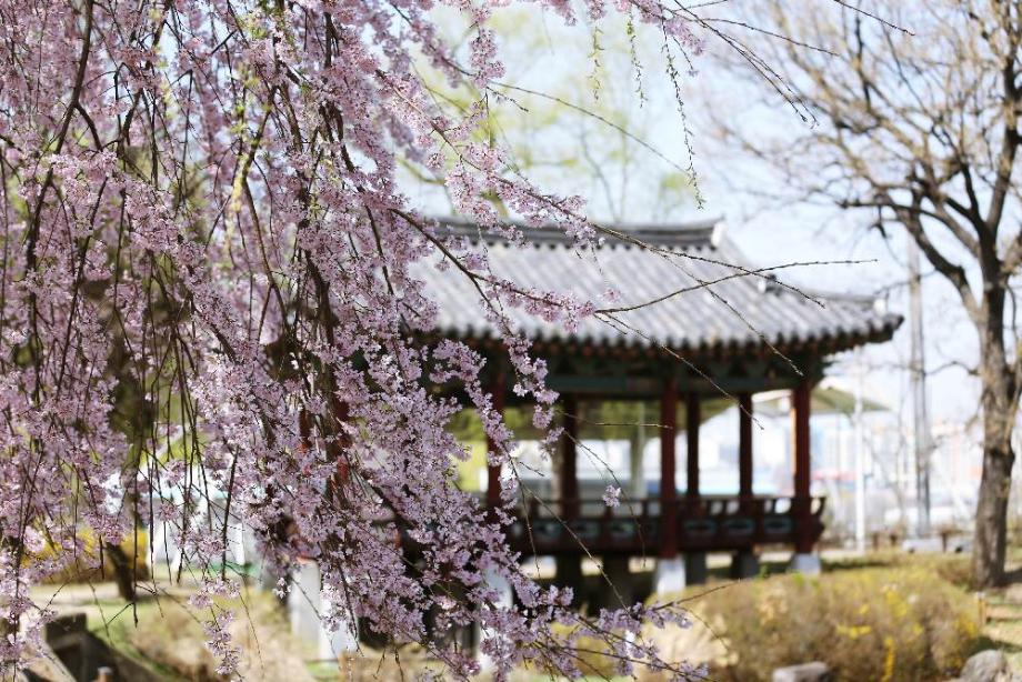 능소의 소녀감성이 가득! 수양벚꽃이 만개한 삼거리공원  봄풍경
