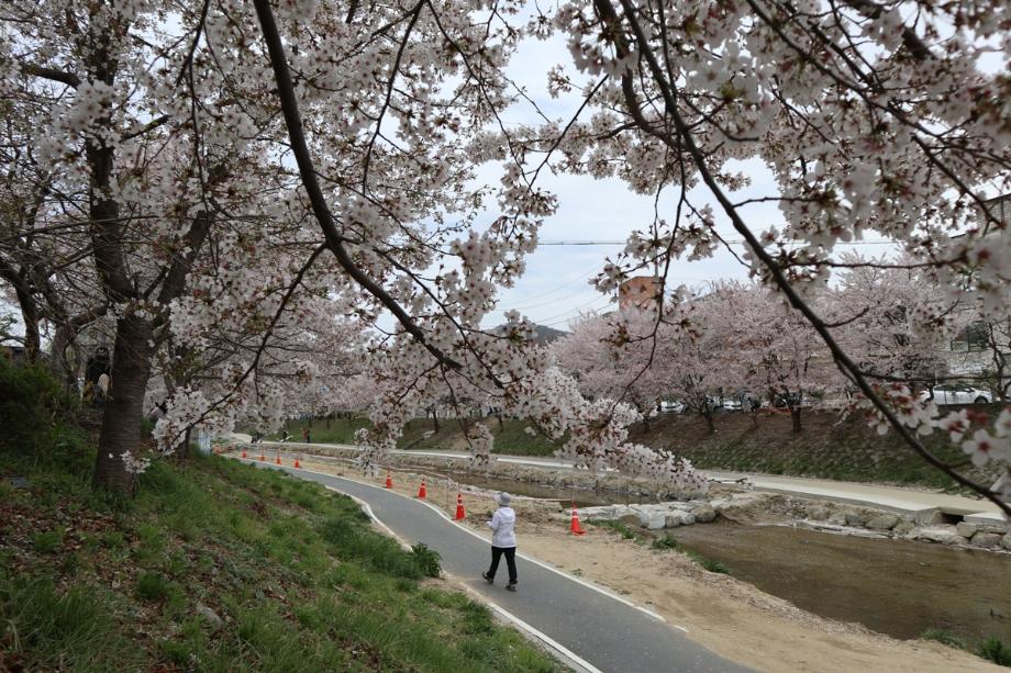 원성천에서 벚꽃엔딩 즐기던 날