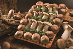天安蘑菇