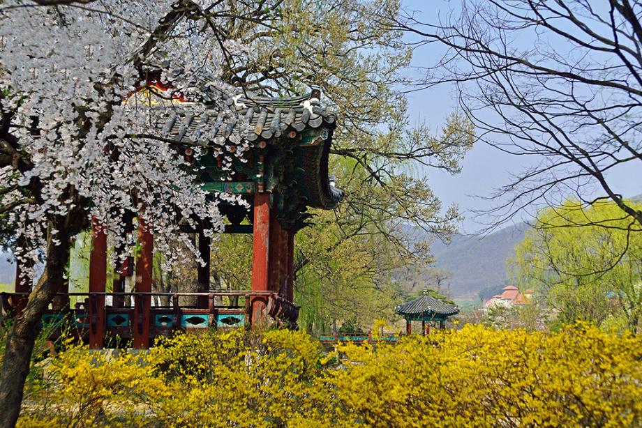 천안삼거리공원의 봄2
